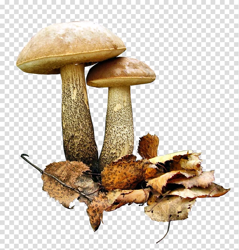 Brown cap boletus Fungus Aspen mushroom Edible mushroom Leccinum duriusculum, Frutos transparent background PNG clipart