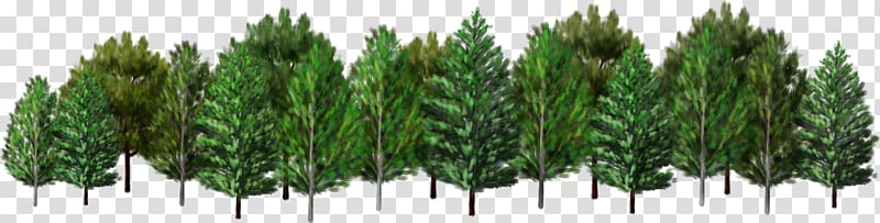 Spruce Tree Desktop , tree transparent background PNG clipart