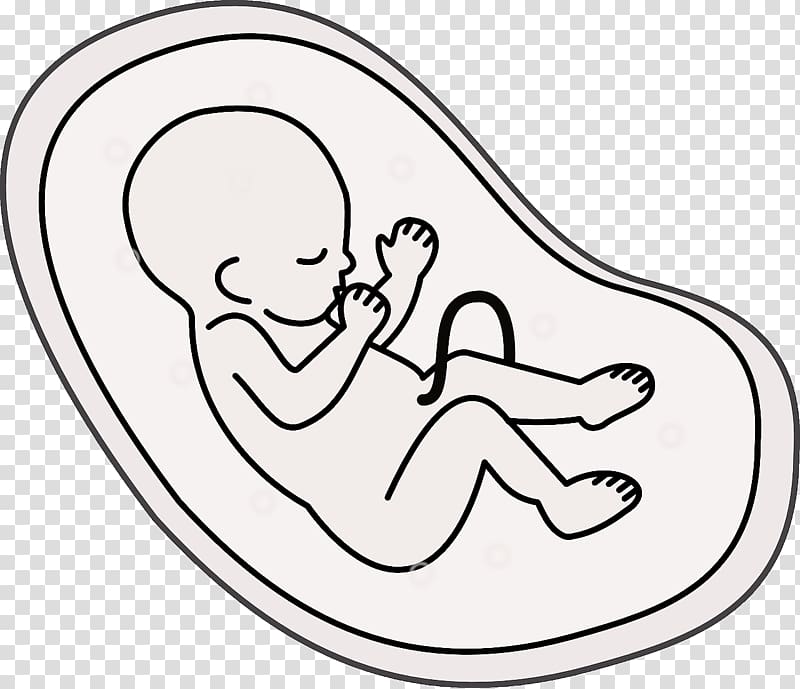 Embryo Fetus Cartoon Pregnancy, pregnancy transparent background PNG clipart