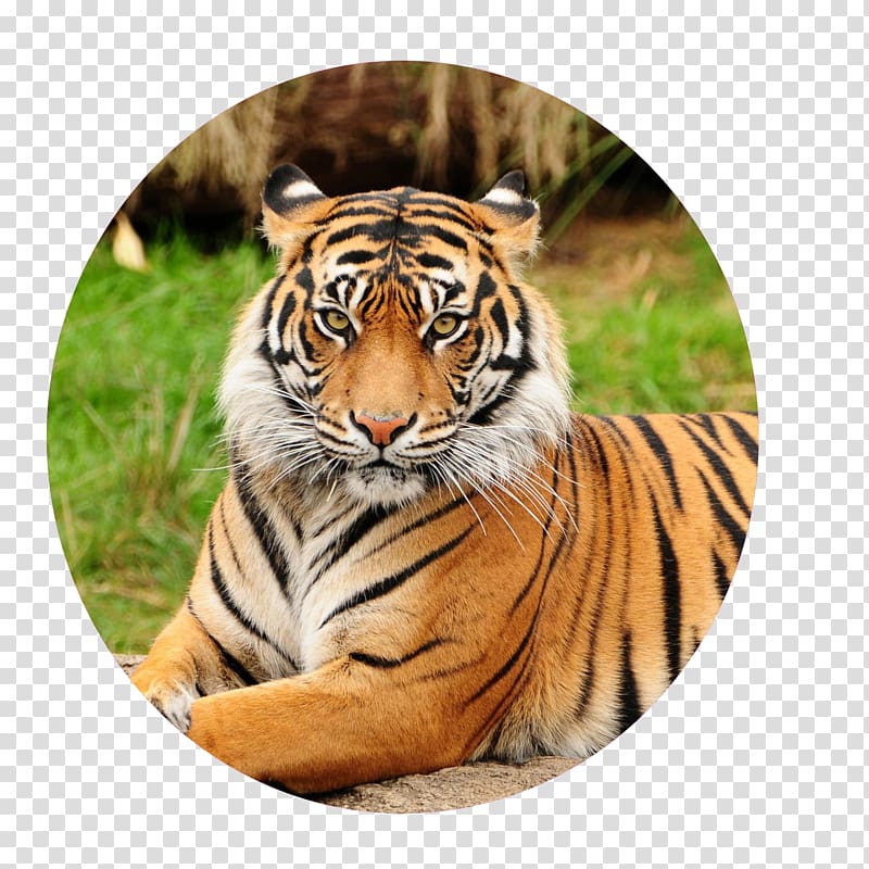 Sundarbans Bengal tiger Sumatran tiger Pittsburgh Zoo & PPG Aquarium, mammals transparent background PNG clipart
