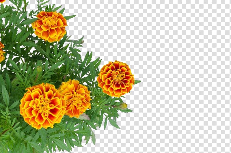 Mexican marigold , Chrysanthemum decoration transparent background PNG clipart