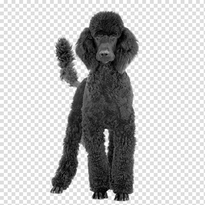 Toy Poodle Black and Tan Coonhound Standard Poodle Bluetick Coonhound, poodle transparent background PNG clipart