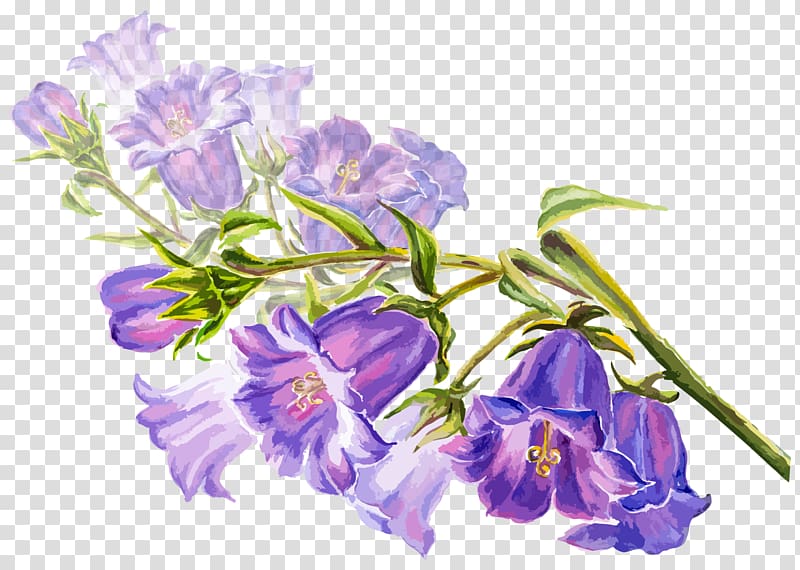 purple flowers illustration, Watercolor painting Flower Drawing illustration, Hand painted purple trumpet transparent background PNG clipart