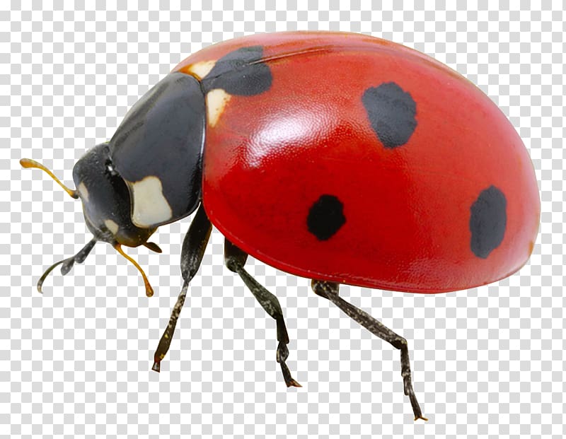 macro of red ladybird beetle, Ladybird , Ladybug transparent background PNG clipart