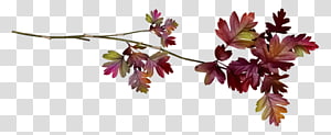 Leaf Tree, Leaf transparent background PNG clipart thumbnail