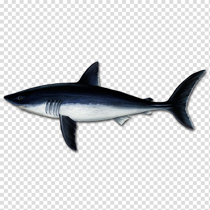 Great white shark Tiger shark Mackerel Sharks Porbeagle Squaliform sharks, facebook lik transparent background PNG clipart