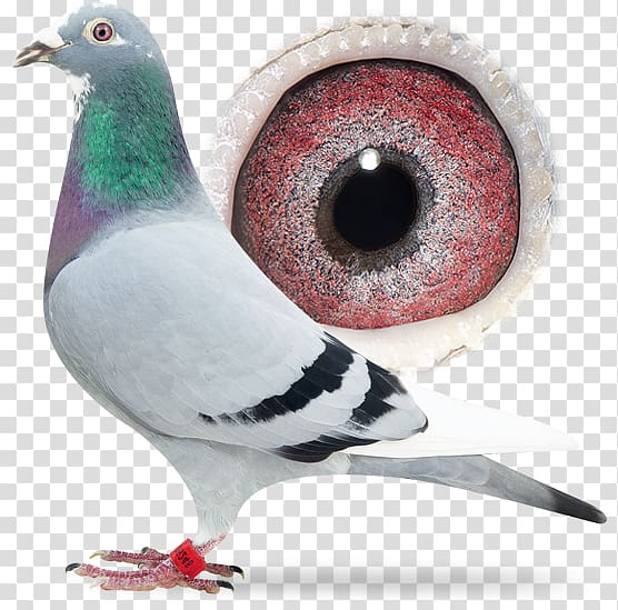 Racing Homer Columbidae Pigeon racing Animal, racing pigeon transparent background PNG clipart