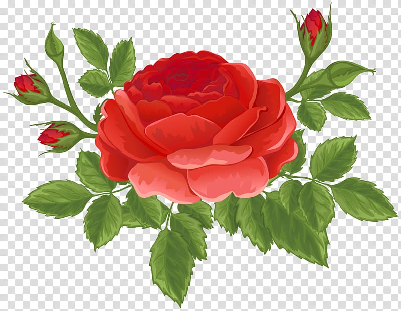 Garden roses Centifolia roses Rosa chinensis Cruz Ramirez, Red Rose with Buds transparent background PNG clipart