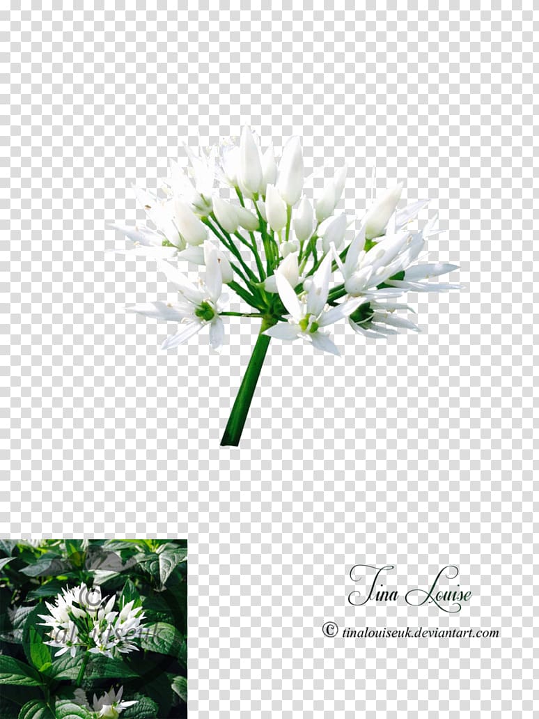 Chives Plant stem Flower, flower transparent background PNG clipart