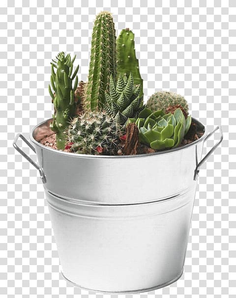 Succulent plant Portable Network Graphics Cactus Desktop Transparency, cactus transparent background PNG clipart