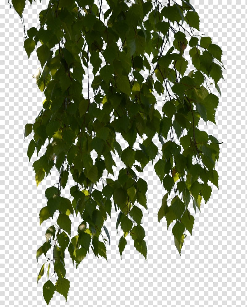 BirchLagoon OÜ Plant Plane trees, birch transparent background PNG clipart