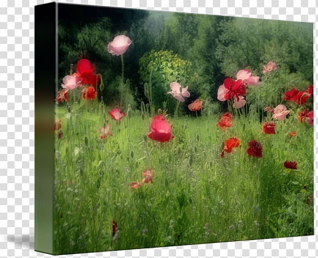 Poppy Wildflower Groundcover Meadow, poppy field transparent background PNG clipart
