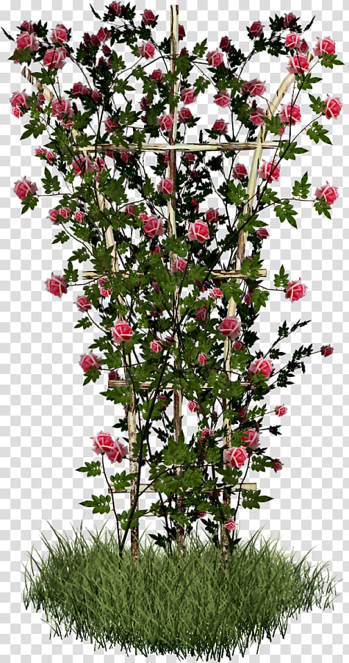 Rose Shrub Plant Flower, rose transparent background PNG clipart