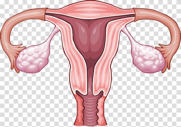 Ovary Uterus Reproductive system Menstruation, woman transparent background PNG clipart