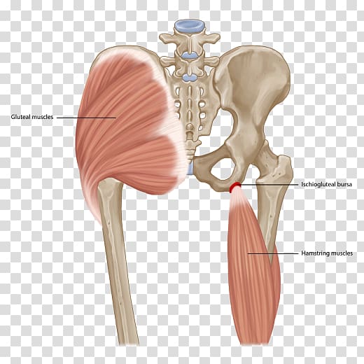 Shoulder Ischial bursitis Ischium Ischial tuberosity Synovial bursa, others transparent background PNG clipart