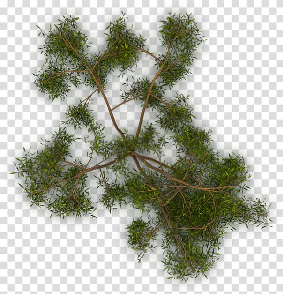 Larch Tree Twig Evergreen Branch, tree transparent background PNG clipart