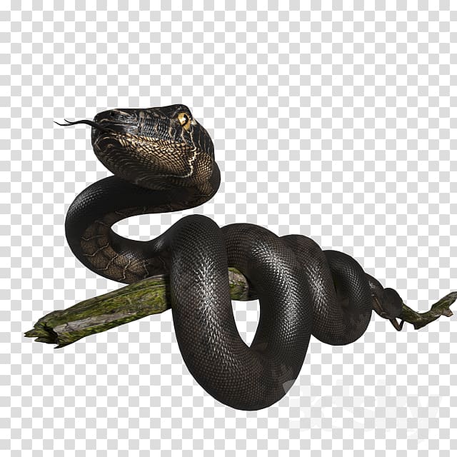 Boa constrictor Snake 3D modeling 3D computer graphics Blender, snake transparent background PNG clipart