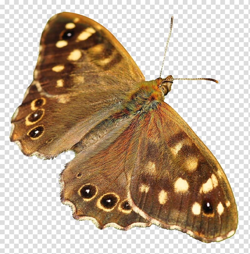 Czu0119stochowa Butterfly The Faculty of Management of the University of Warsaw, Butterfly transparent background PNG clipart