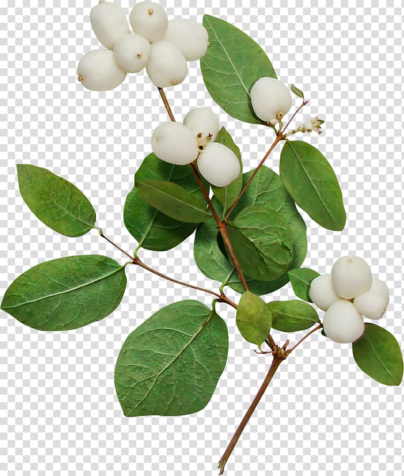 cotton tree plant transparent background PNG clipart