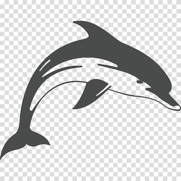 Common bottlenose dolphin Short-beaked common dolphin Tucuxi Rough-toothed dolphin White-beaked dolphin, dolphin transparent background PNG clipart