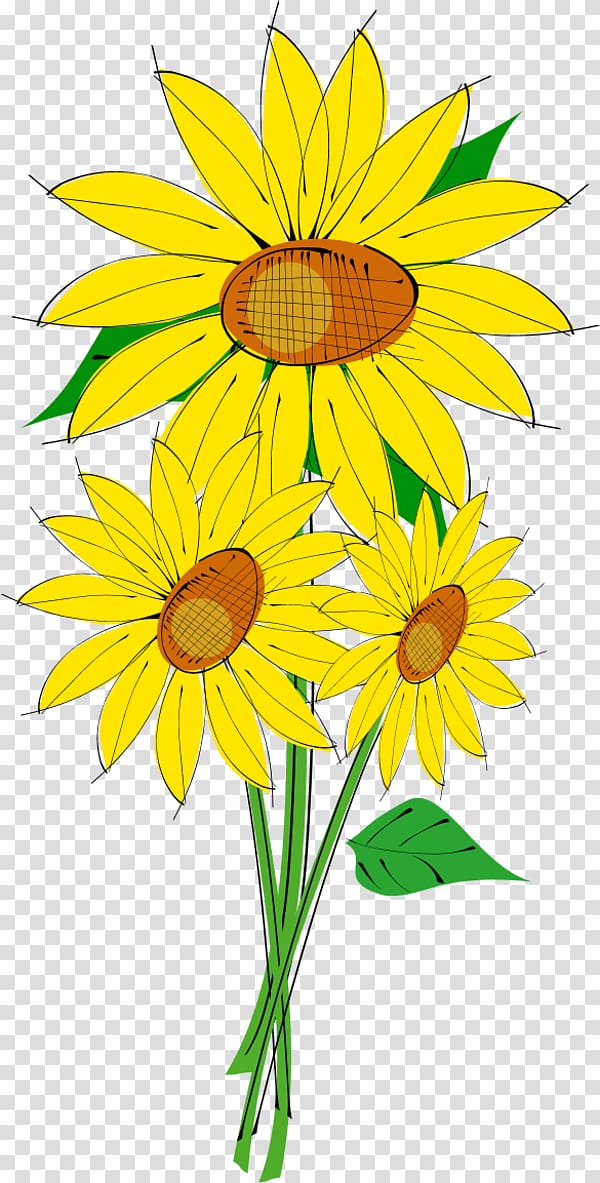 Common sunflower , Sun Flower transparent background PNG clipart