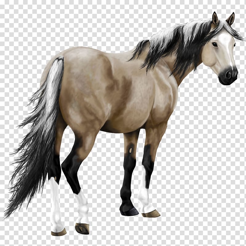 American Paint Horse Arabian horse Thoroughbred Marwari horse Howrse, mustang transparent background PNG clipart