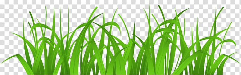 , Green transparent background PNG clipart