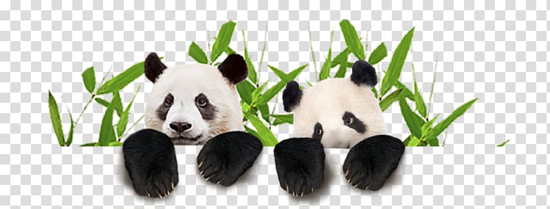 Giant panda Ouwehands Zoo Bear , bear transparent background PNG clipart