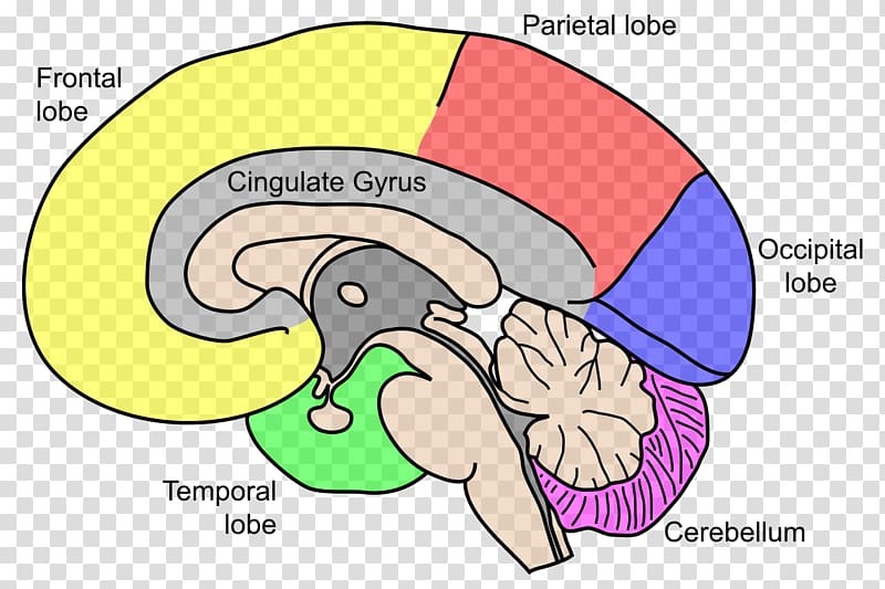 Human brain Central nervous system Anatomy, Brain transparent background PNG clipart