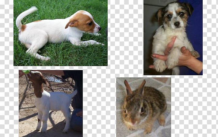 Dog breed Puppy Etosha Rescue & Adoption Center Petfinder, Dog transparent background PNG clipart