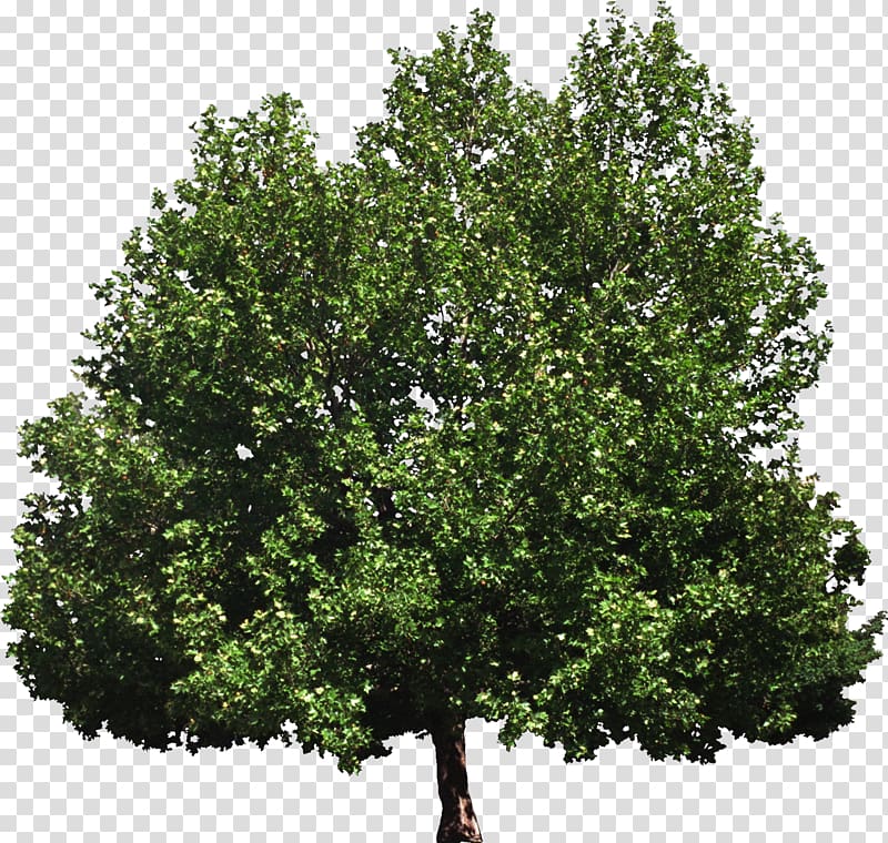Tree of heaven Woody plant Broad-leaved tree, Bush transparent background PNG clipart
