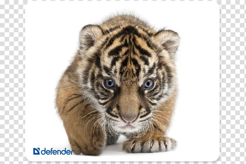 Jaguar Baby Tigers Wildlife South China tiger Siberian Tiger, china tiger transparent background PNG clipart