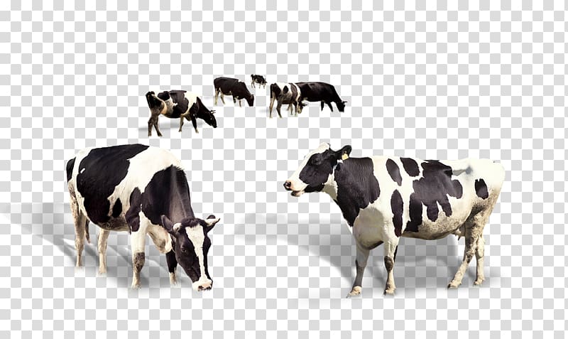 Taurus cattle Dairy cattle Milk, Dairy cow, black and white cow transparent background PNG clipart