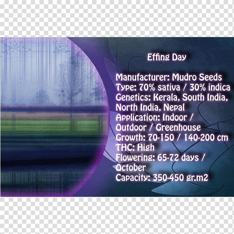 Finite element method Seed Journalist Russia Bless Online, Mandalla transparent background PNG clipart