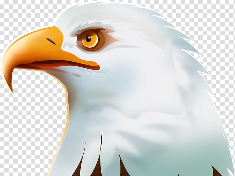 Bald Eagle Bird Golden eagle, eagle transparent background PNG clipart
