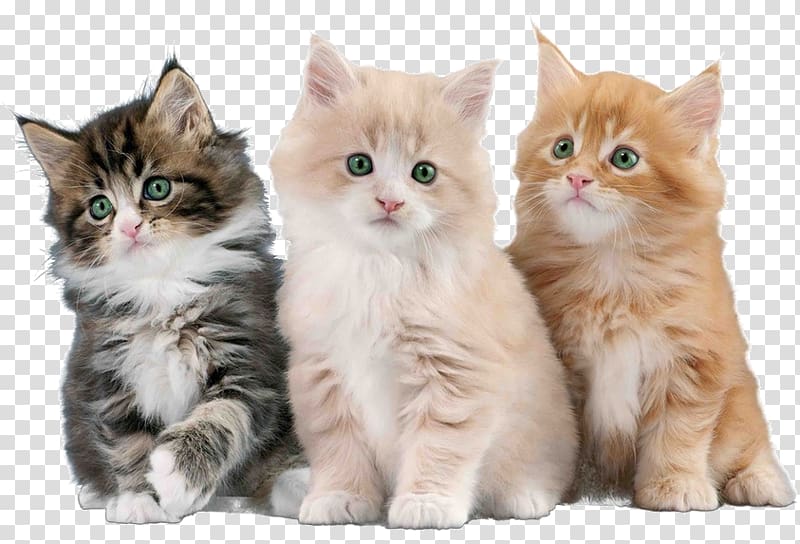 Kitten British Semi-longhair Asian Semi-longhair Ragamuffin cat Cymric, kitten transparent background PNG clipart