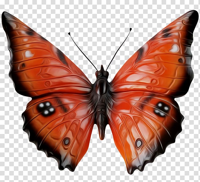 Monarch butterfly Pieridae Lycaenidae Nymphalidae, butterfly transparent background PNG clipart