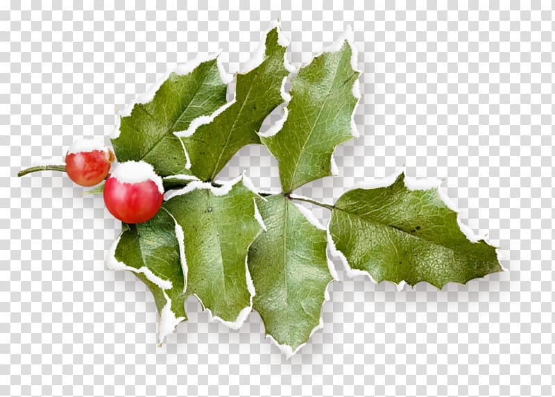 Holly , HOLLY transparent background PNG clipart