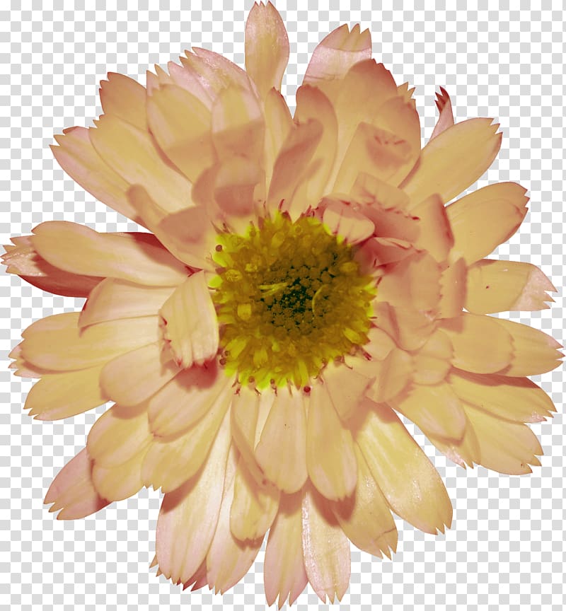 Transvaal daisy Chrysanthemum Plant , Chrysanthemum plant decorative pattern transparent background PNG clipart