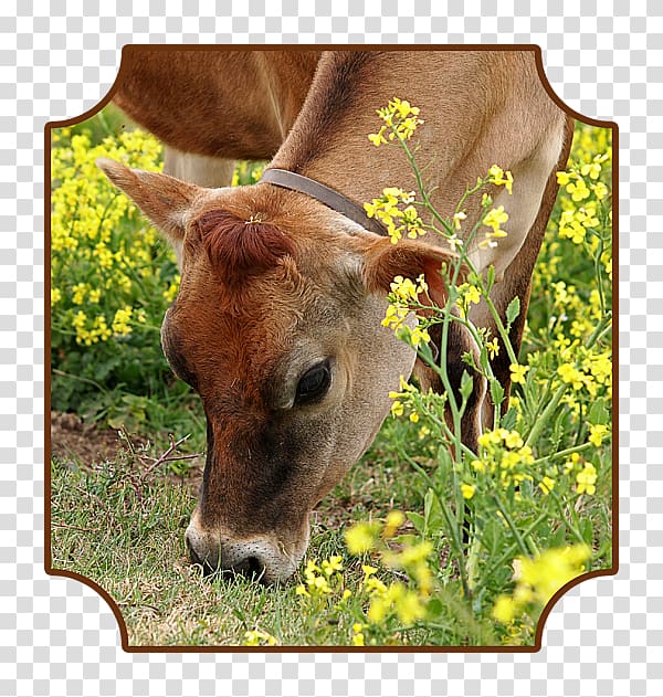 Calf Jersey cattle Charolais cattle Grazing Art, Jersey Cattle transparent background PNG clipart