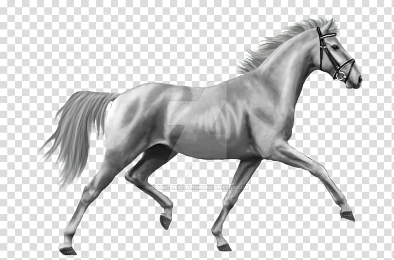 Foal Mane Stallion Pony Mustang, mustang transparent background PNG clipart