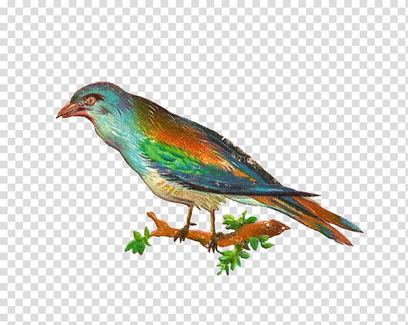 Bird Swallow , macaw transparent background PNG clipart