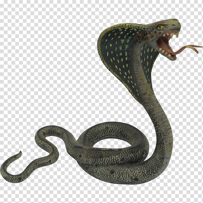 Cobra transparent background PNG clipart