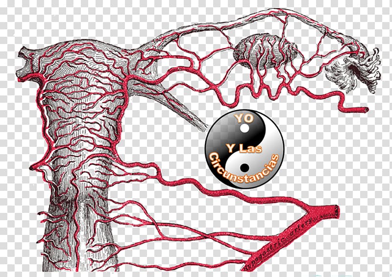 Round ligament of uterus Uterine artery Internal iliac artery, venas y arterias transparent background PNG clipart