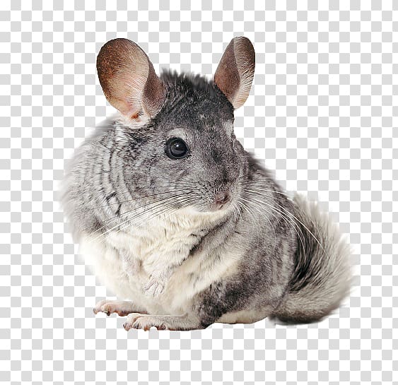 Long-tailed chinchilla Rodent Short-tailed chinchilla All about chinchillas Pet, others transparent background PNG clipart