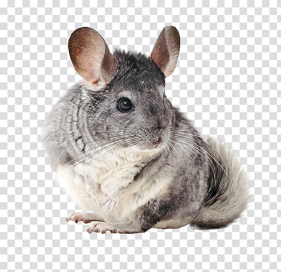 chinchilla clipart