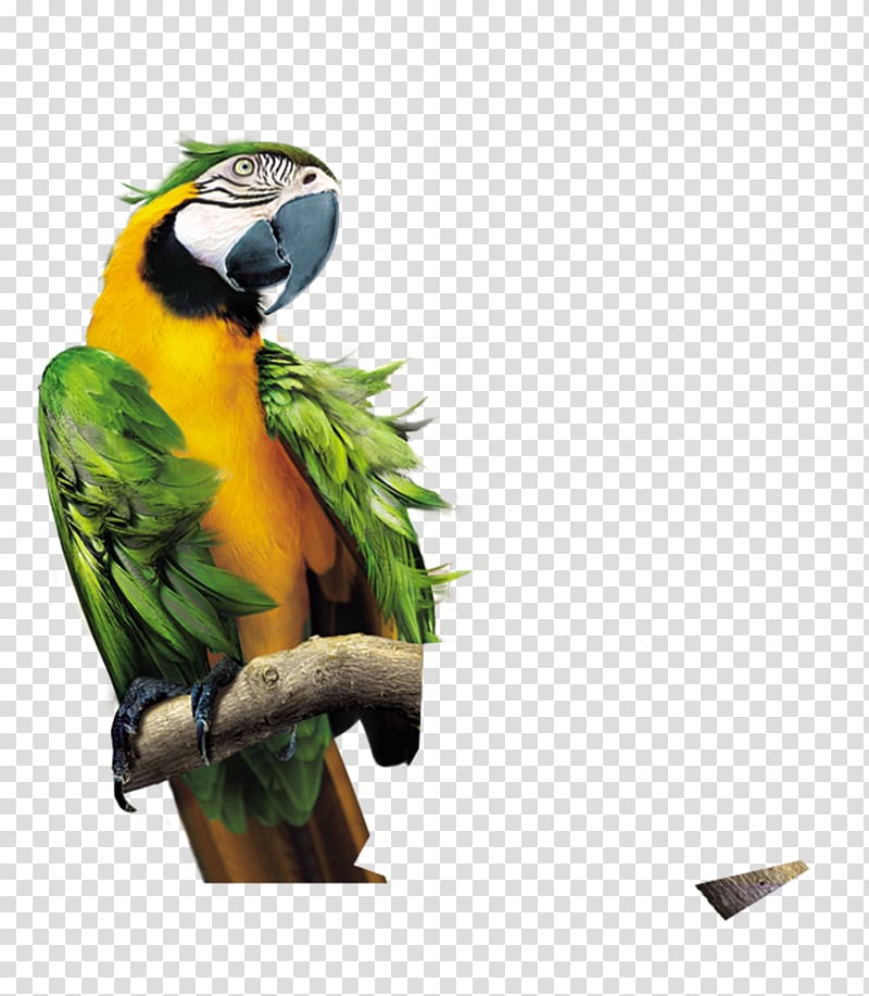 parrot transparent background PNG clipart