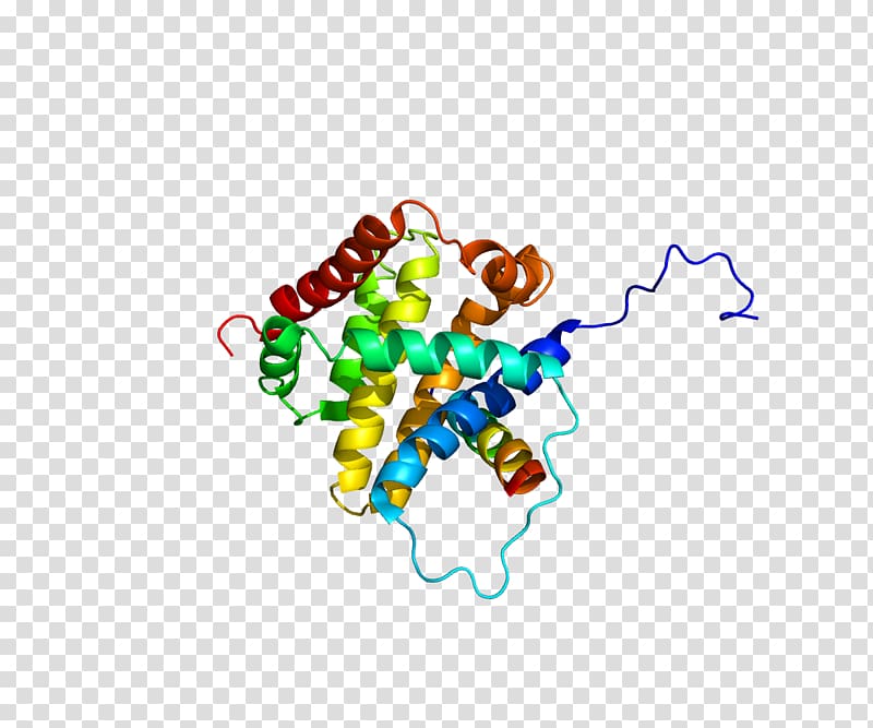 BCL2L11 Bcl-2 family BCL2-like 1 Protein, protein transparent background PNG clipart