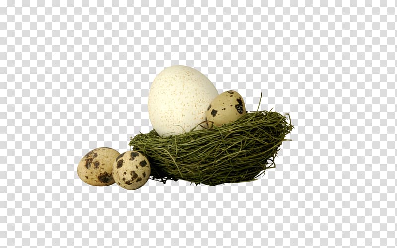 Edible birds nest Egg Bird nest, Nest money transparent background