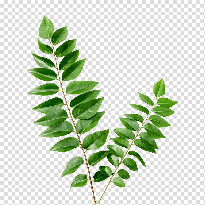 Indian cuisine Curry tree Flavor Leaf vegetable Food, curry transparent background PNG clipart
